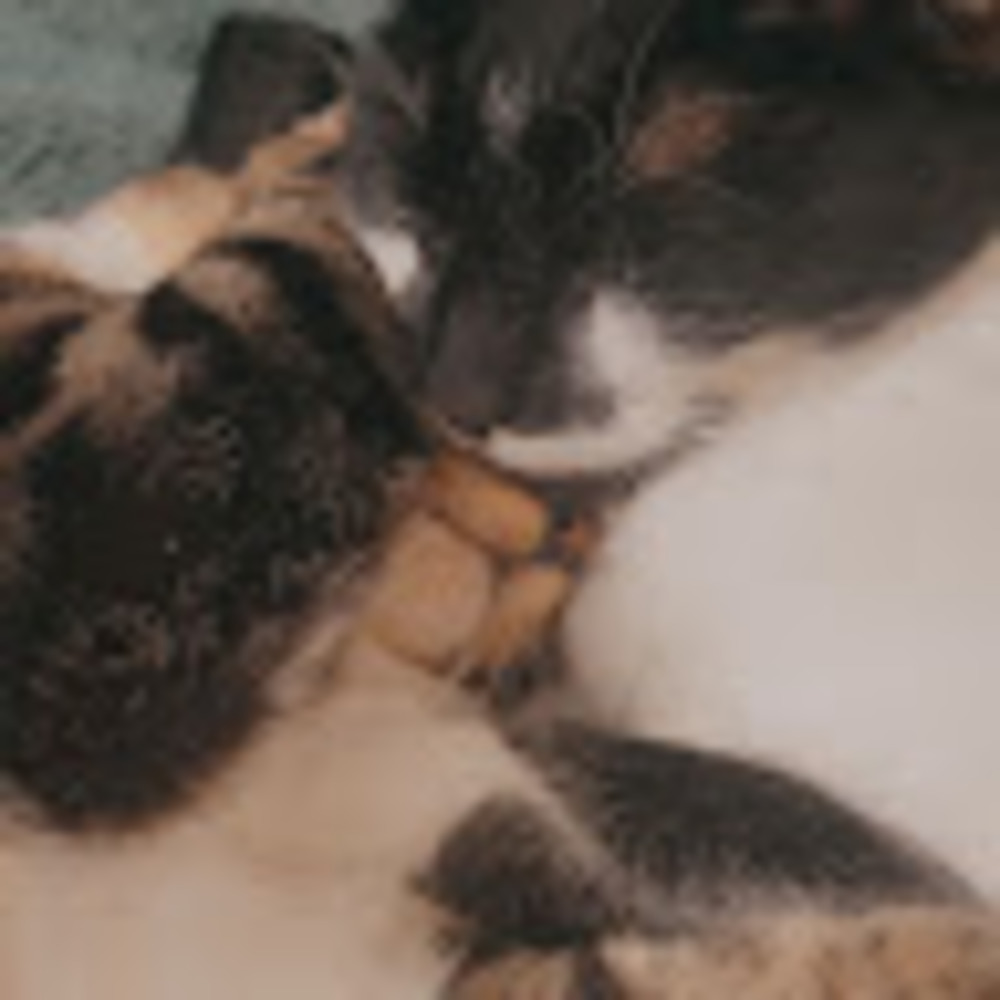 Meet your Posher, Noelle